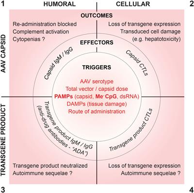 Challenges Posed by Immune Responses to AAV Vectors: Addressing Root Causes